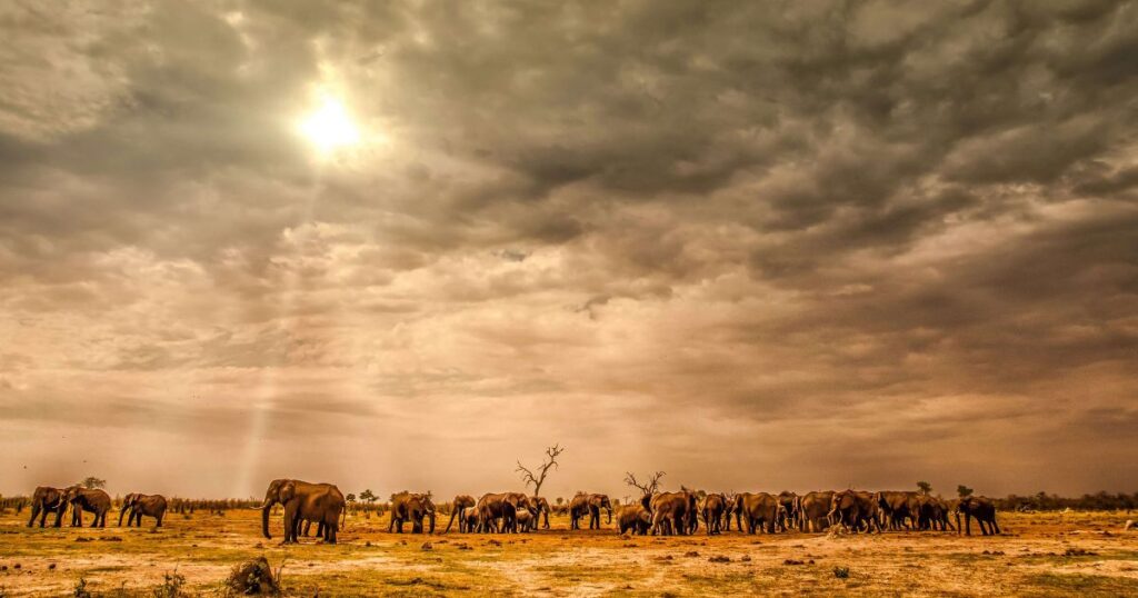 A herd of elephants walking across the African savanna