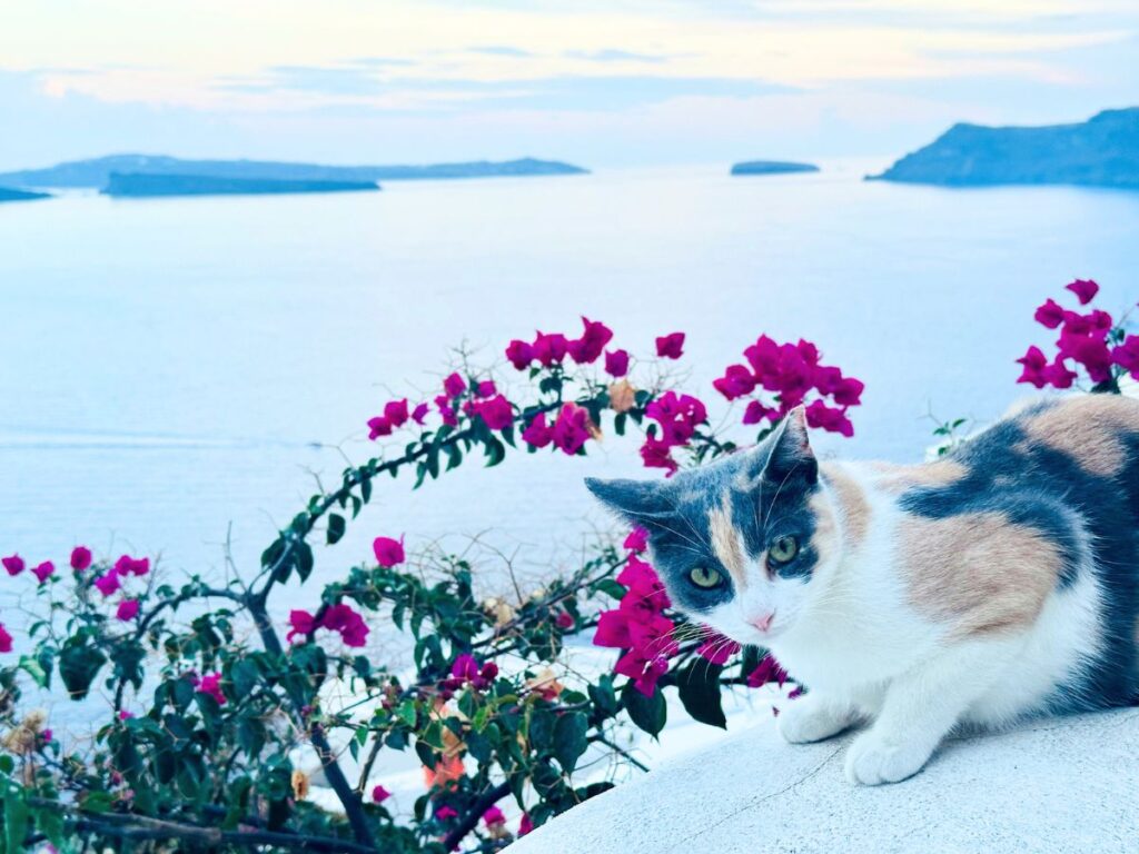 A cat resting beside flowers by the sea.