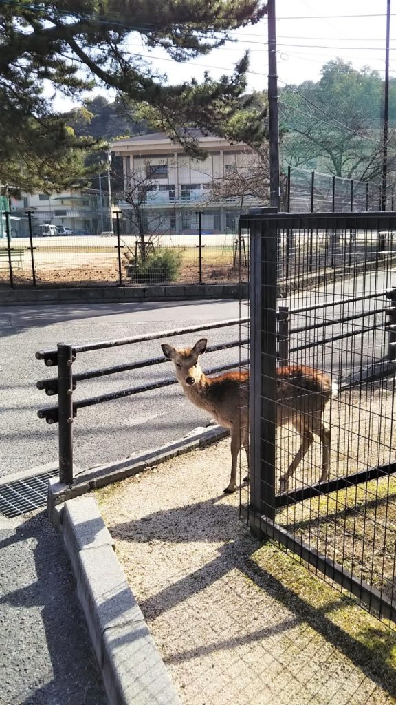 A deer suddenly appearing on a roadside in Miyajima