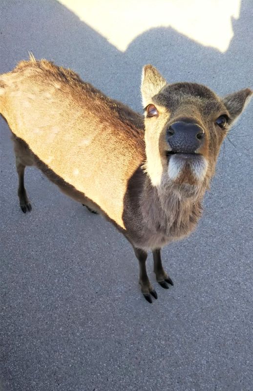 deer in Miyajima trying to steal food from a tourist