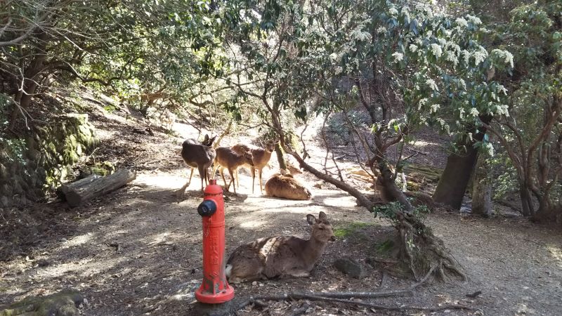 Deer spotted along the Uguisu Path