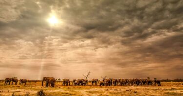 A herd of elephants walking across the African savanna