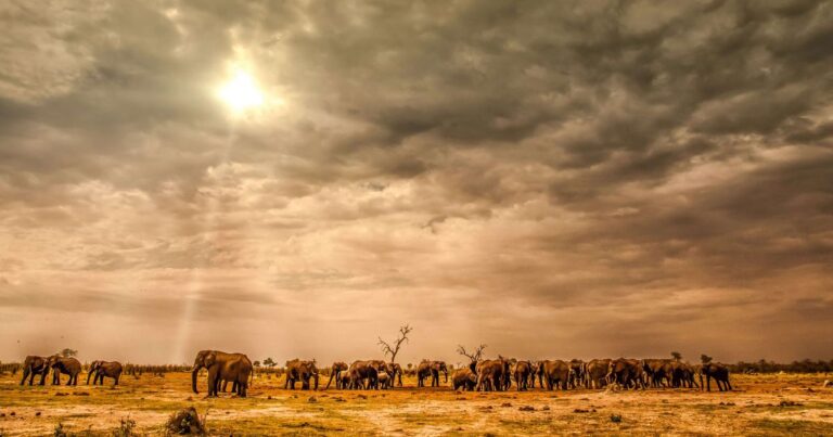 A herd of elephants walking across the African savanna